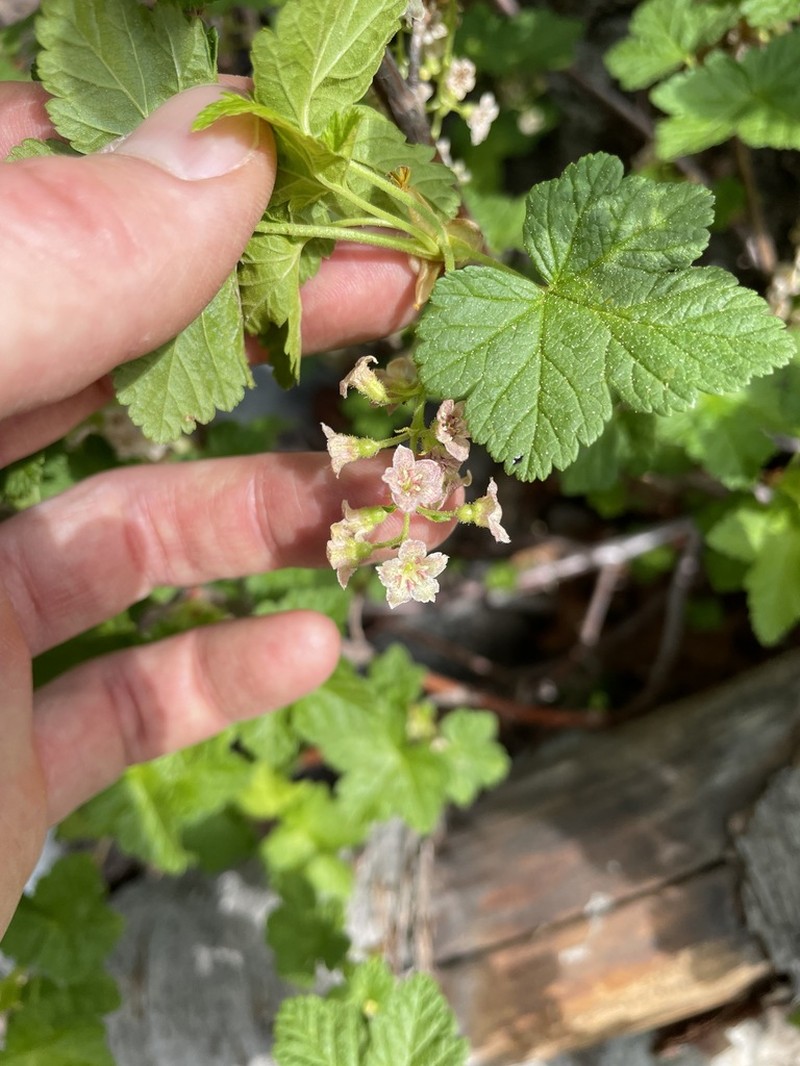 Mapleleaf Currant