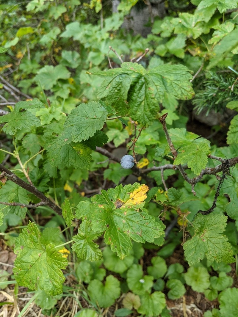 Mapleleaf Currant photo 3