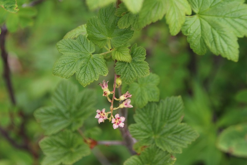Mapleleaf Currant photo 4