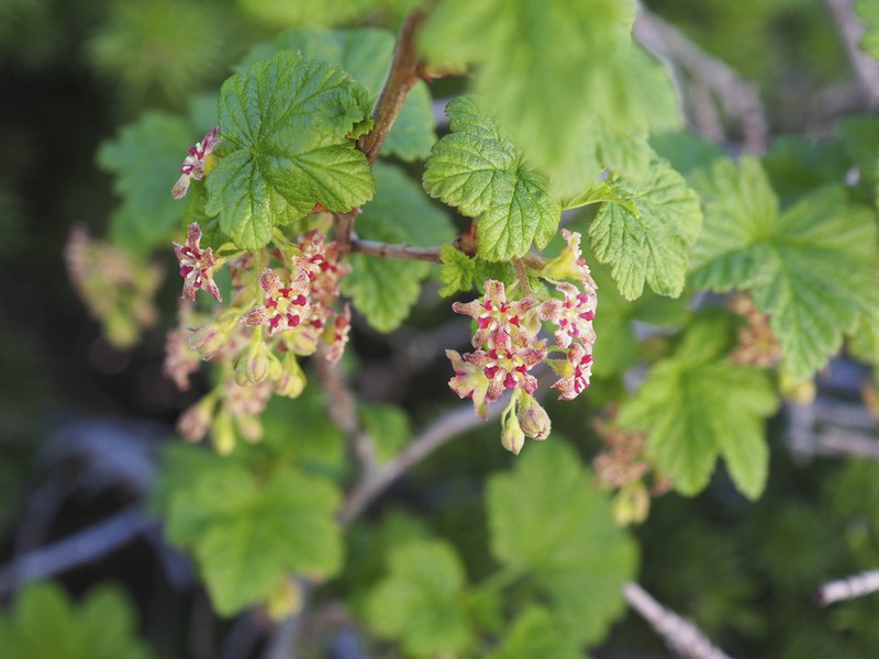 Mapleleaf Currant photo 5