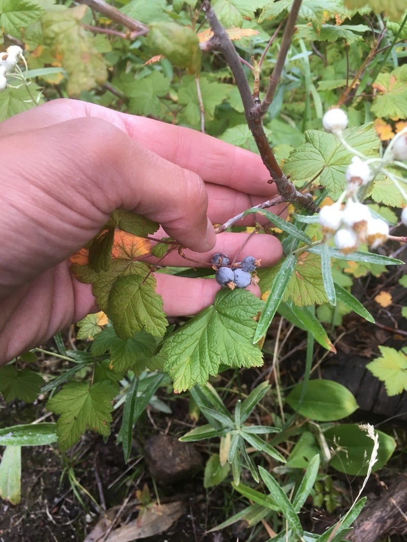 Mapleleaf Currant photo 6