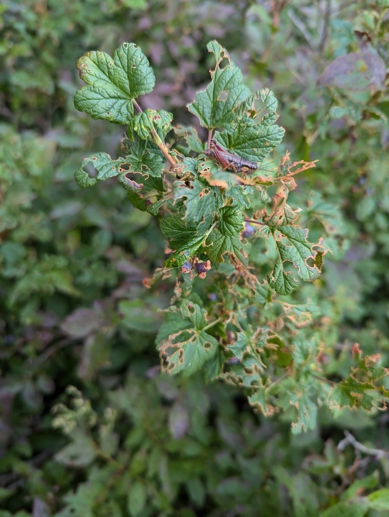 Mapleleaf Currant photo 7