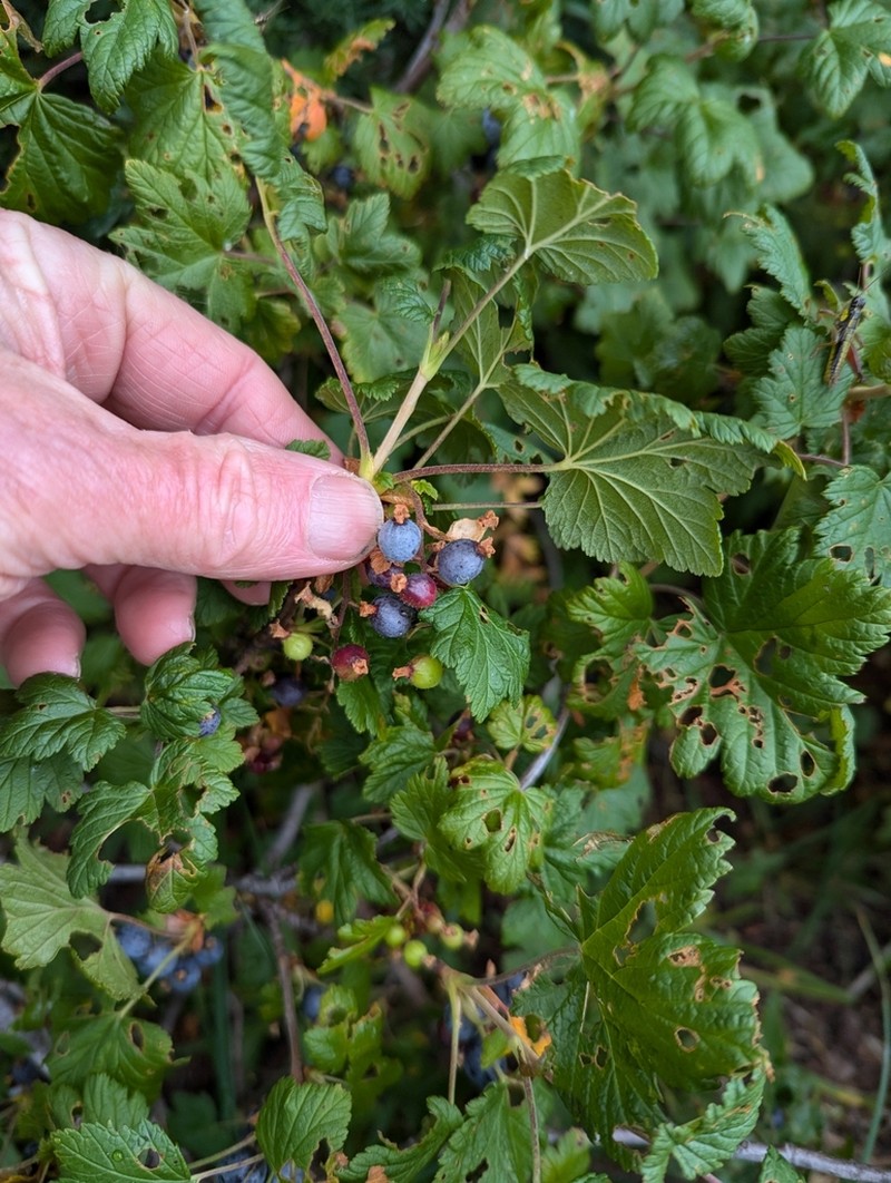 Mapleleaf Currant photo 8