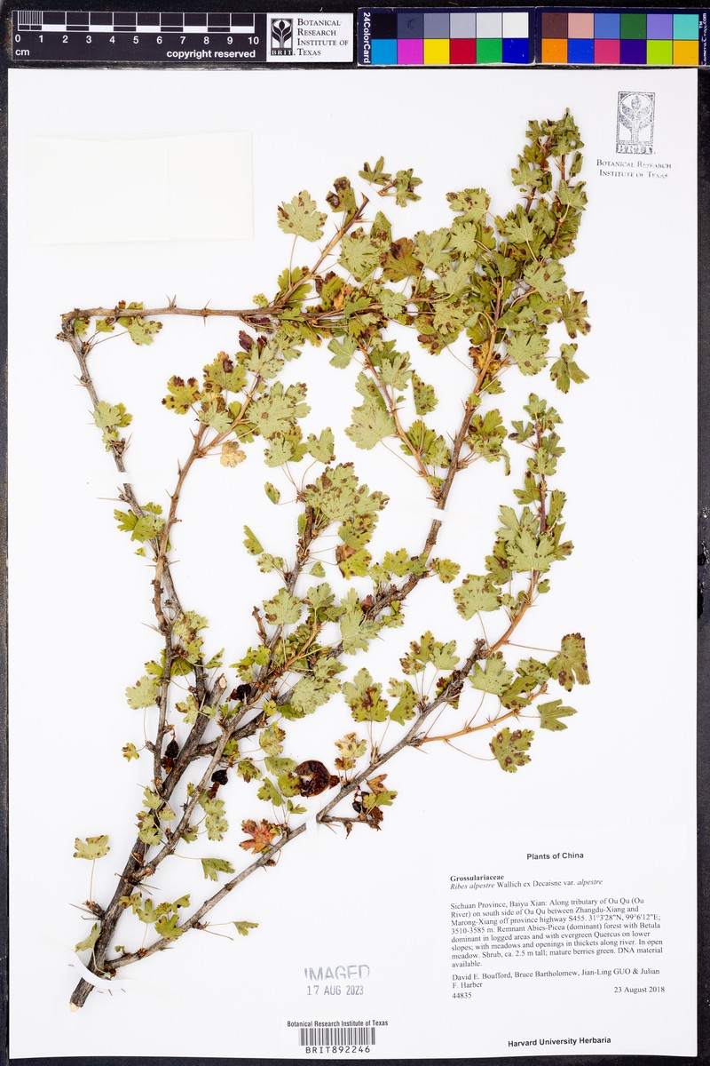 Ribes alpestre var. alpestre