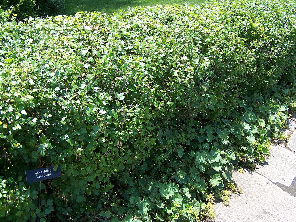 Alpine Currant photo 4