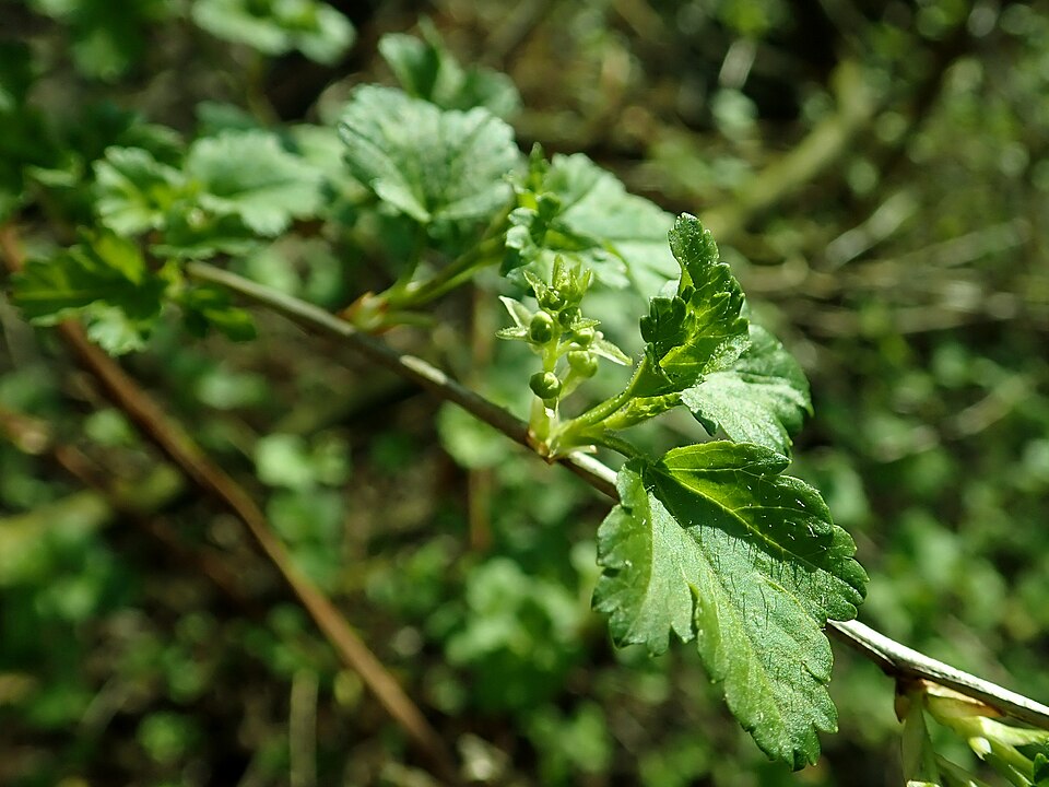 Alpine Currant photo 5