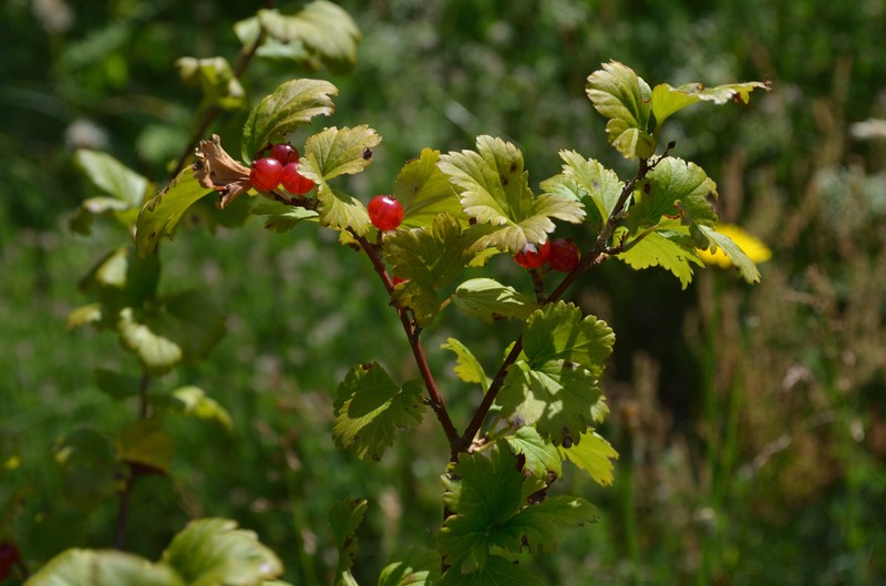 Alpine Currant photo 2