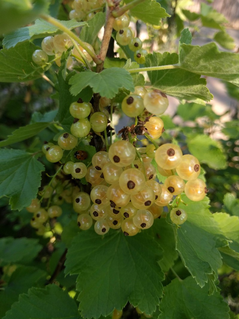 Alpine Currant photo 3