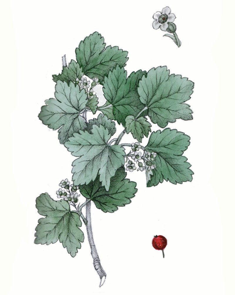 Alpine Currant photo 6