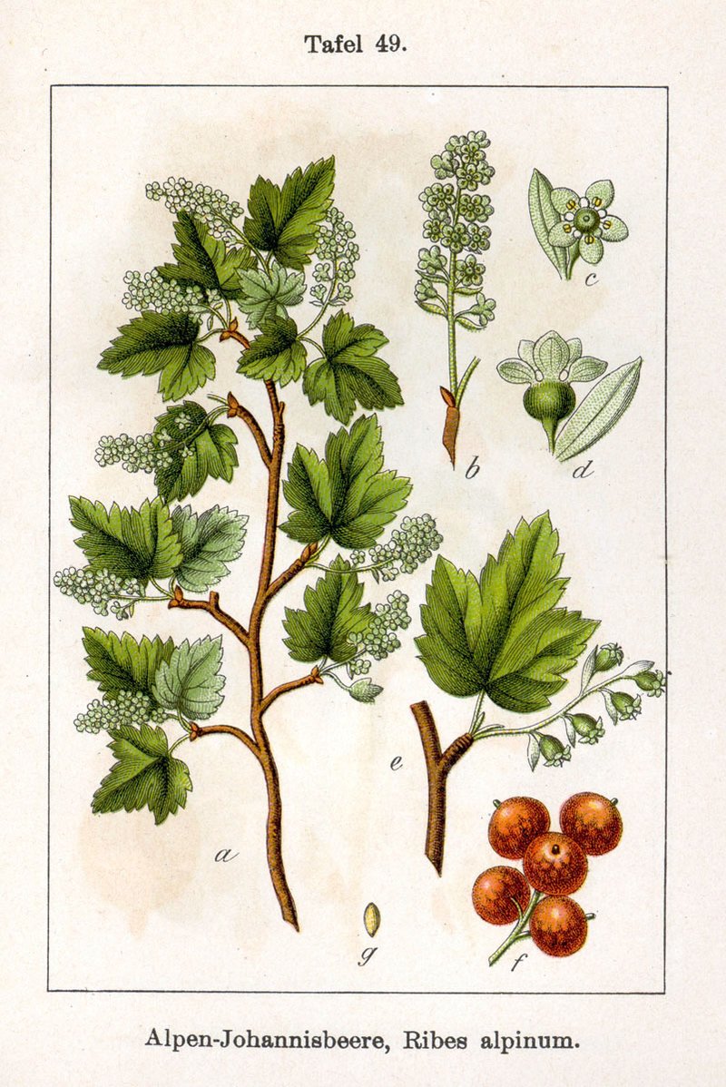 Alpine Currant photo 7