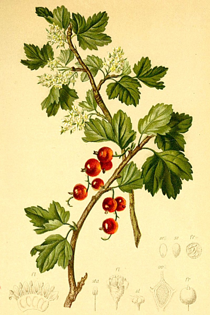 Alpine Currant photo 8