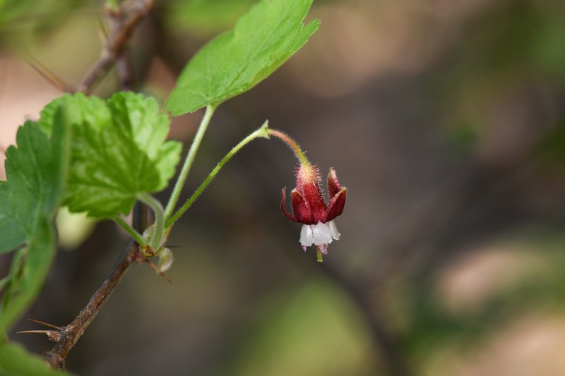 Bitter Gooseberry