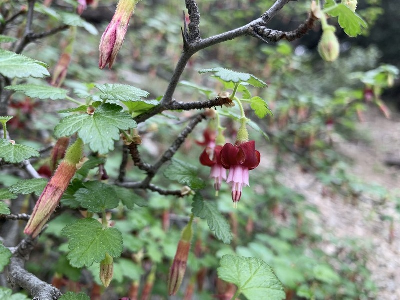 Bitter Gooseberry photo 2