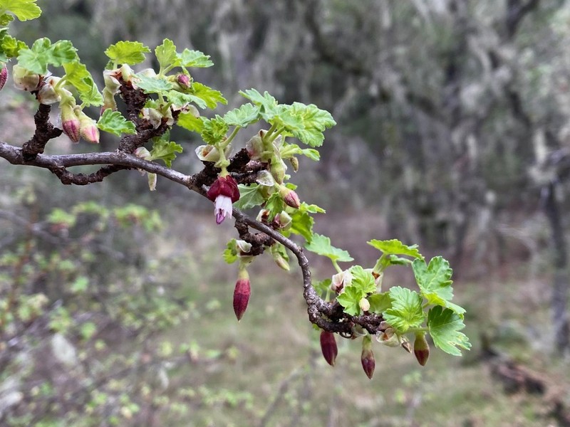 Bitter Gooseberry photo 4