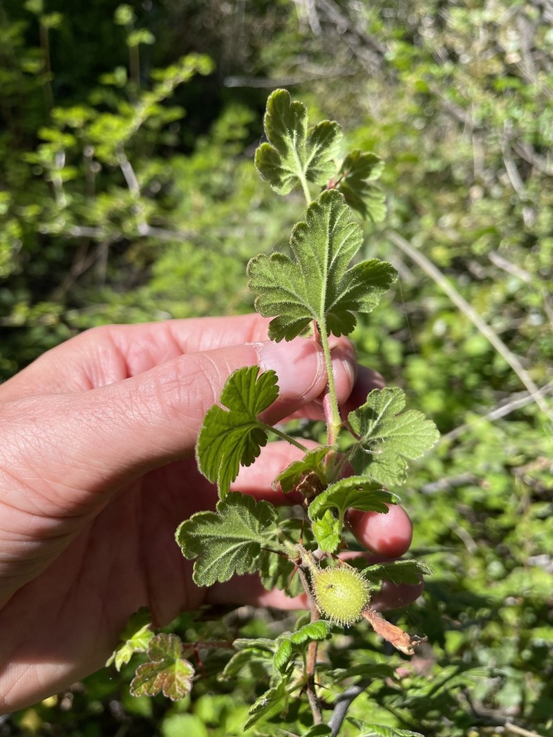 Bitter Gooseberry photo 5