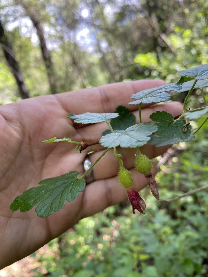 Bitter Gooseberry photo 6