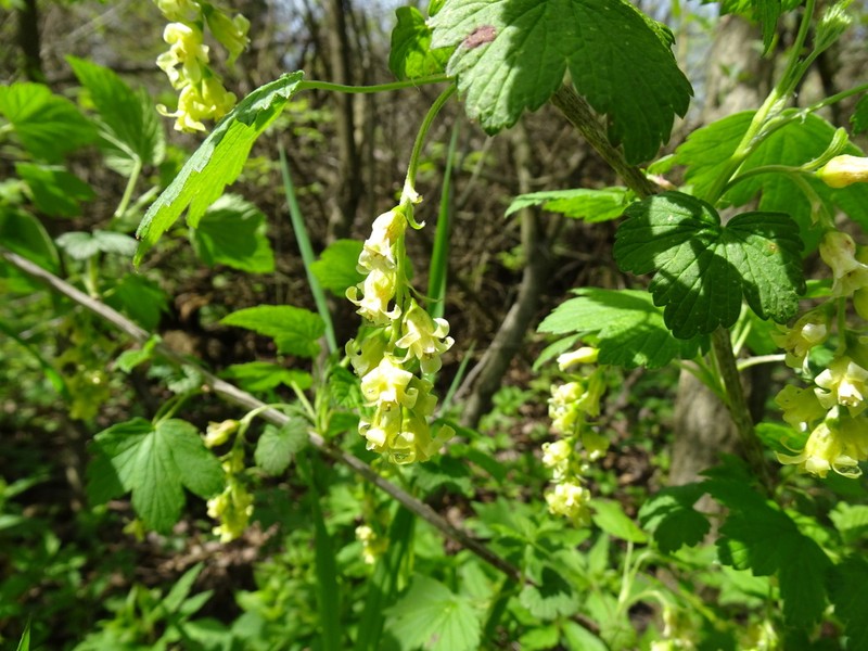 American Black Currant photo 2
