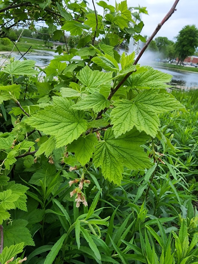 American Black Currant photo 3