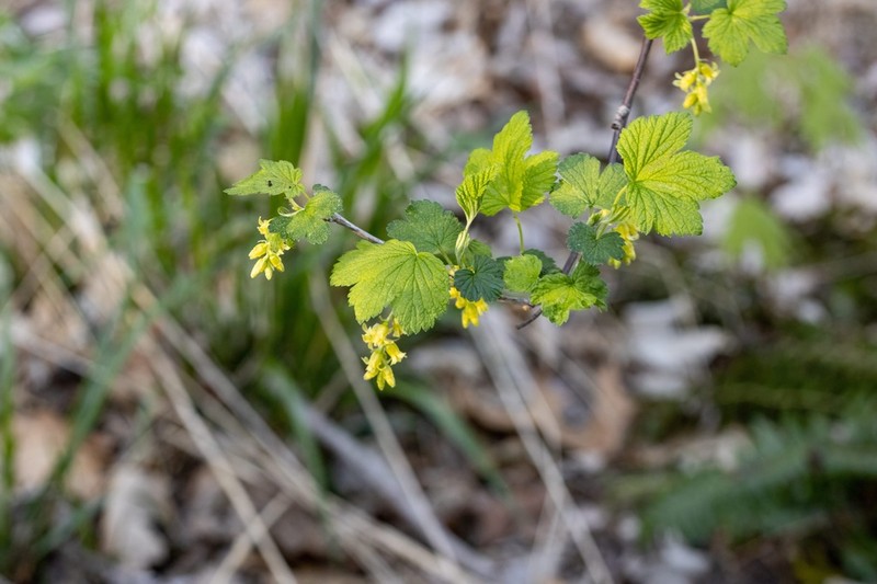 American Black Currant photo 4