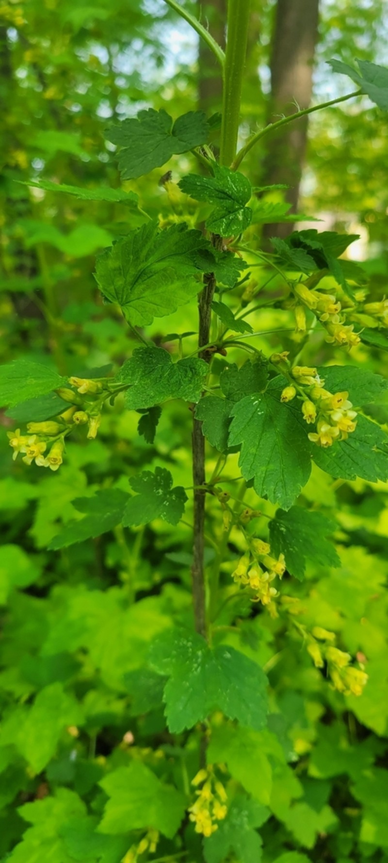 American Black Currant photo 5