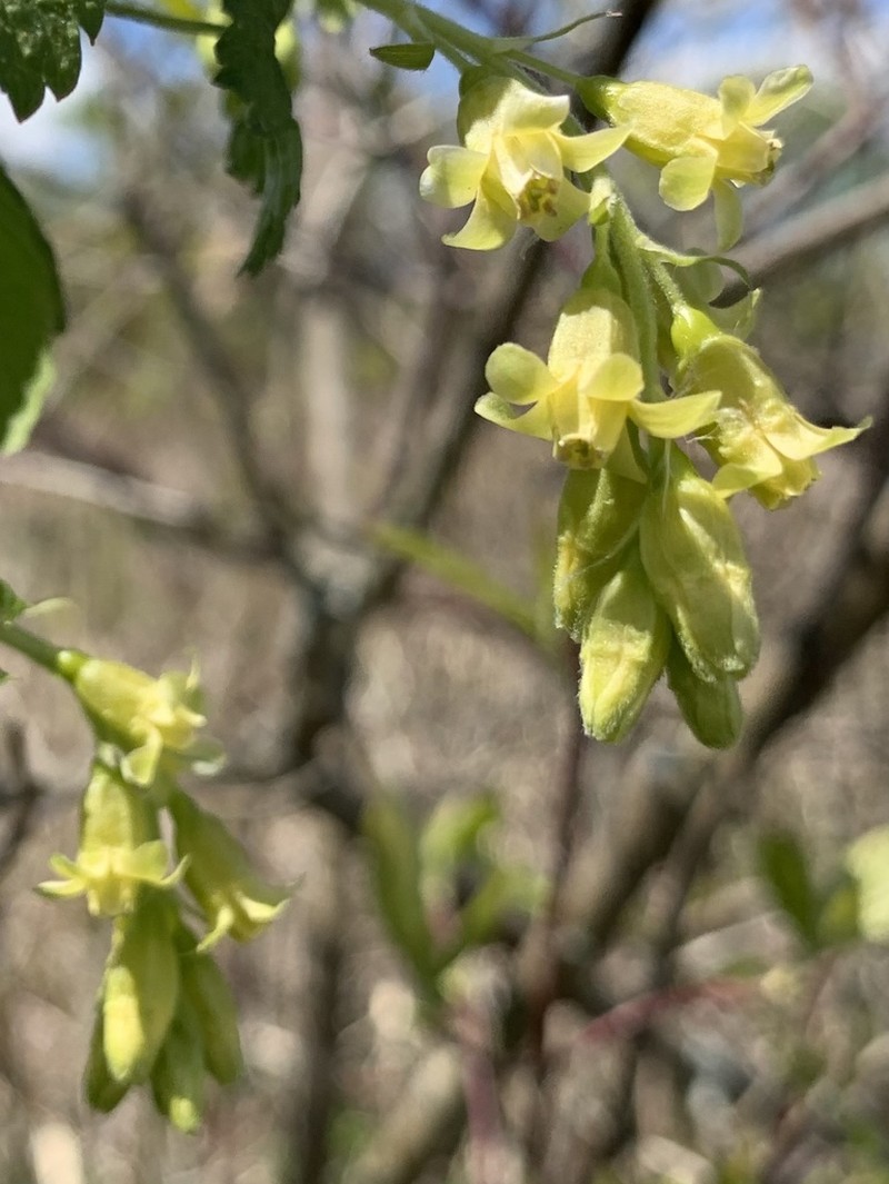 American Black Currant photo 6