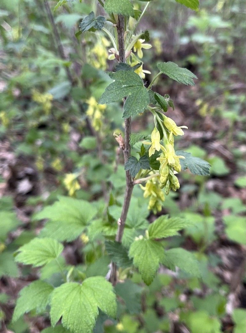 American Black Currant photo 7