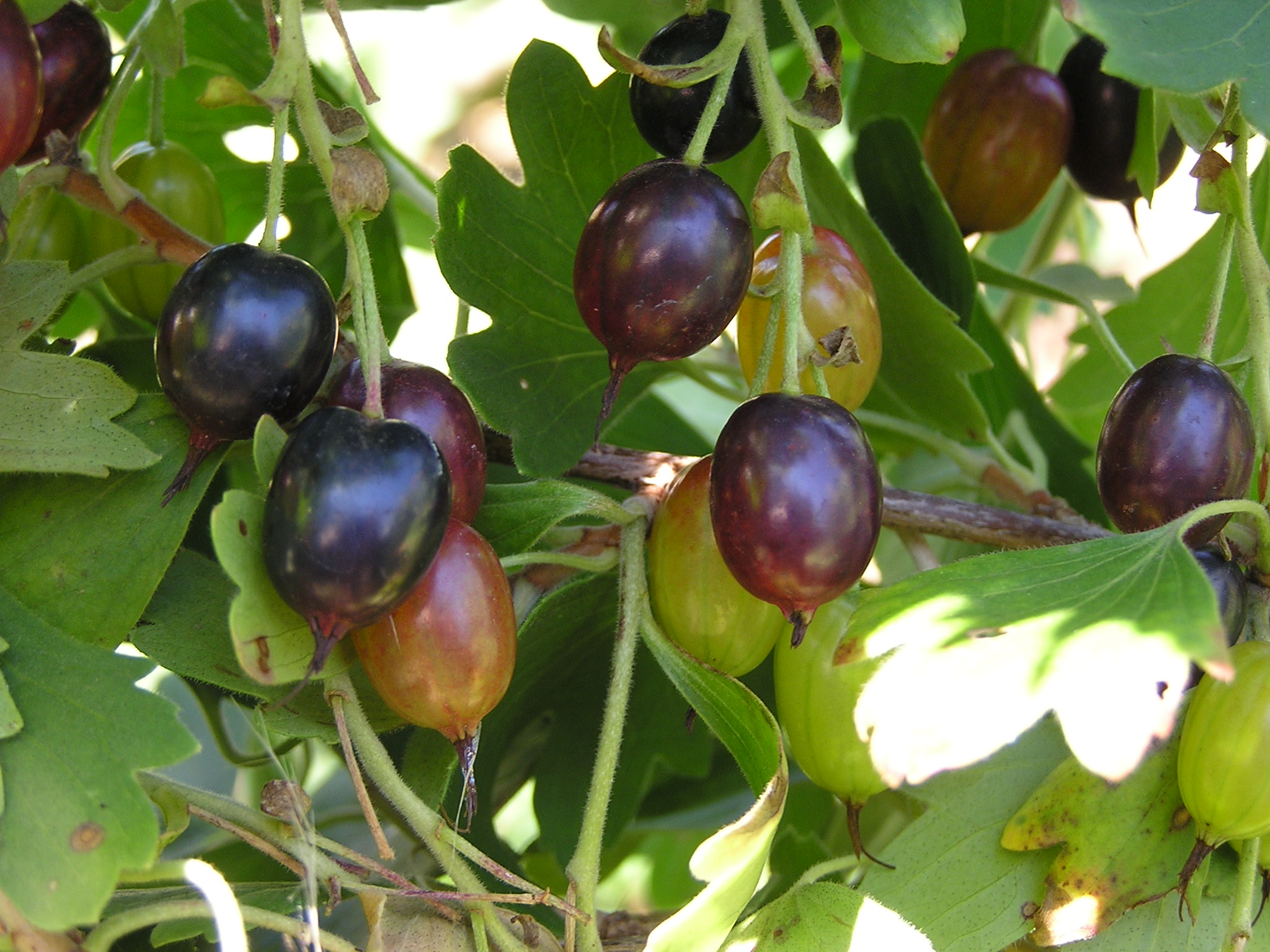 Golden Currant photo 3