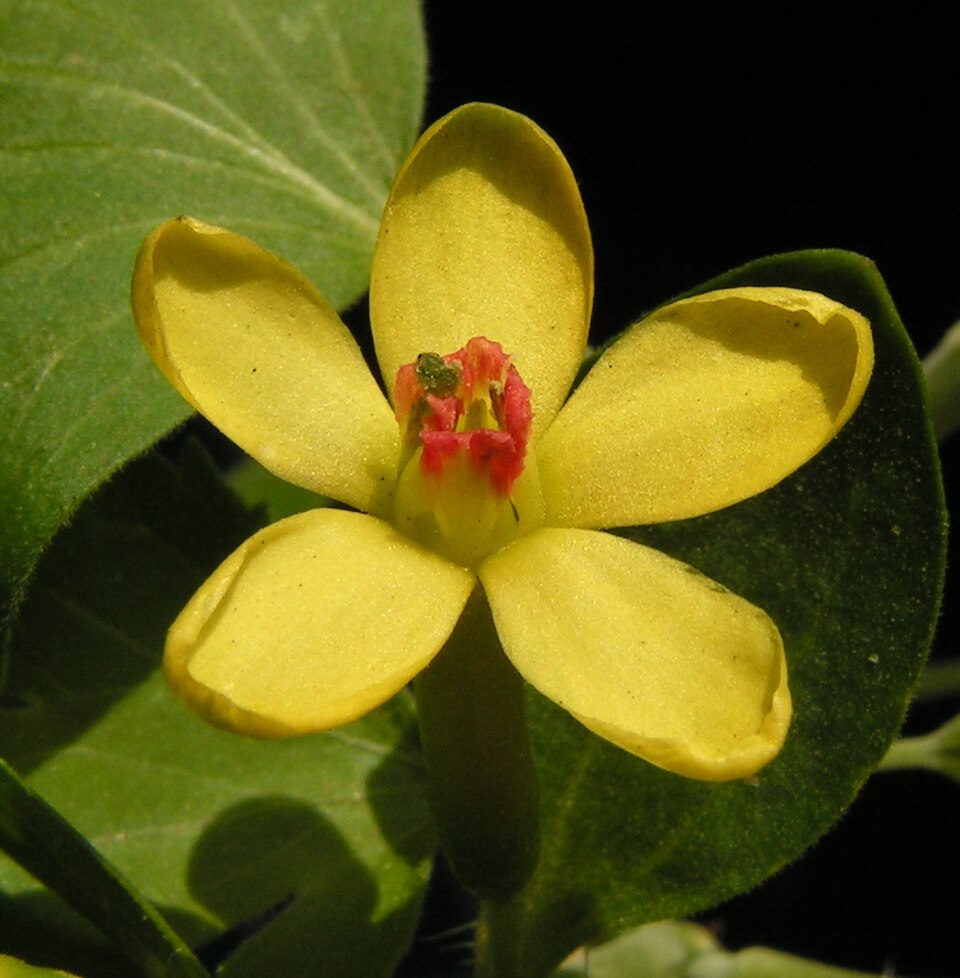 Golden Currant photo 5