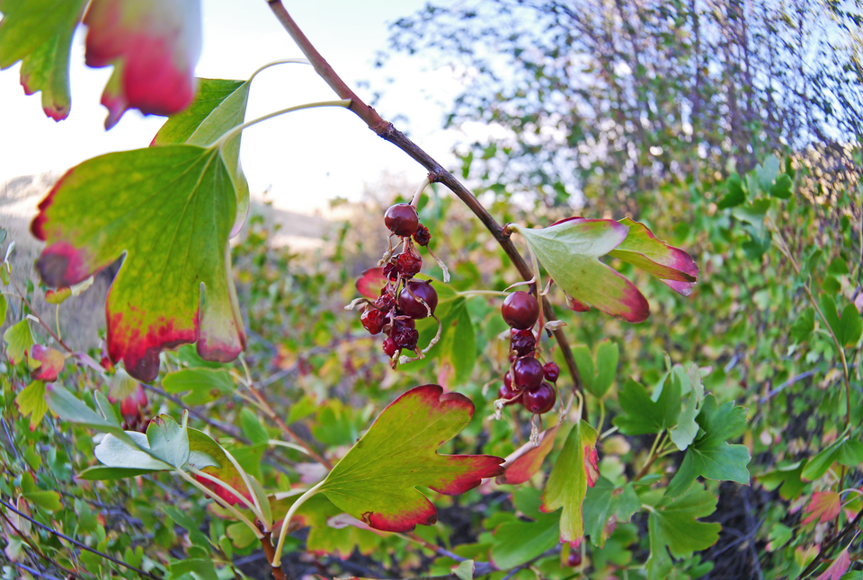 Golden Currant photo 6