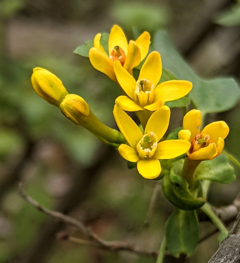 Golden Currant photo 6