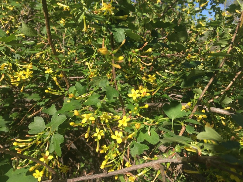 Golden Currant photo 7