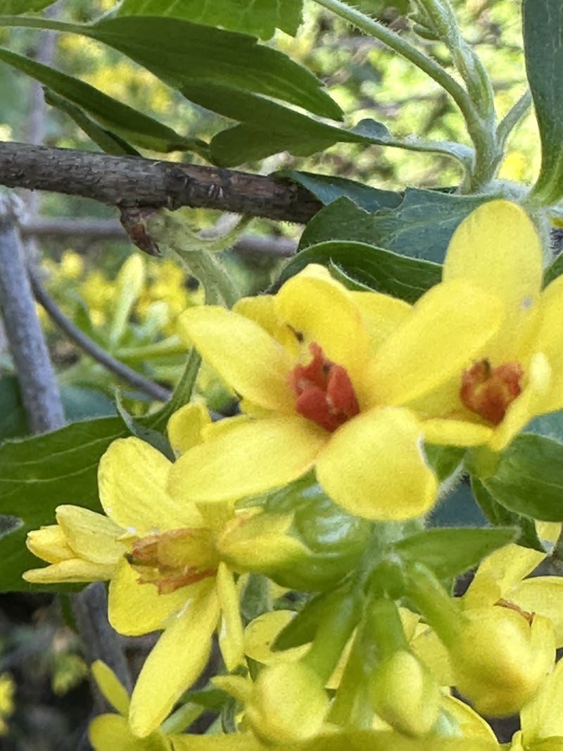 Ribes aureum var. aureum