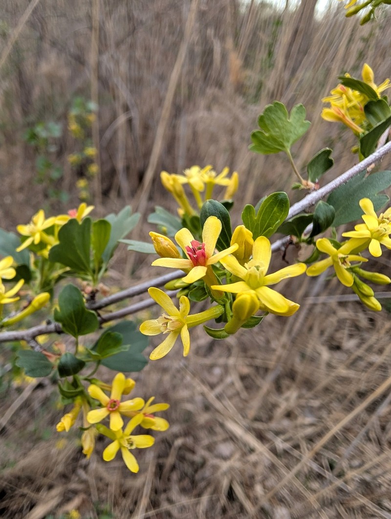 Ribes aureum var. aureum photo 2