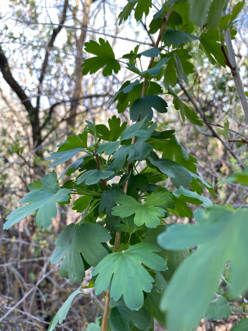 Ribes aureum var. aureum photo 3
