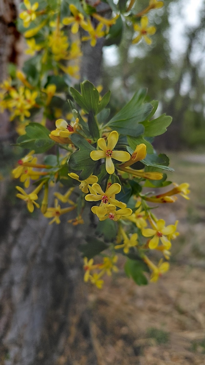 Ribes aureum var. aureum photo 4