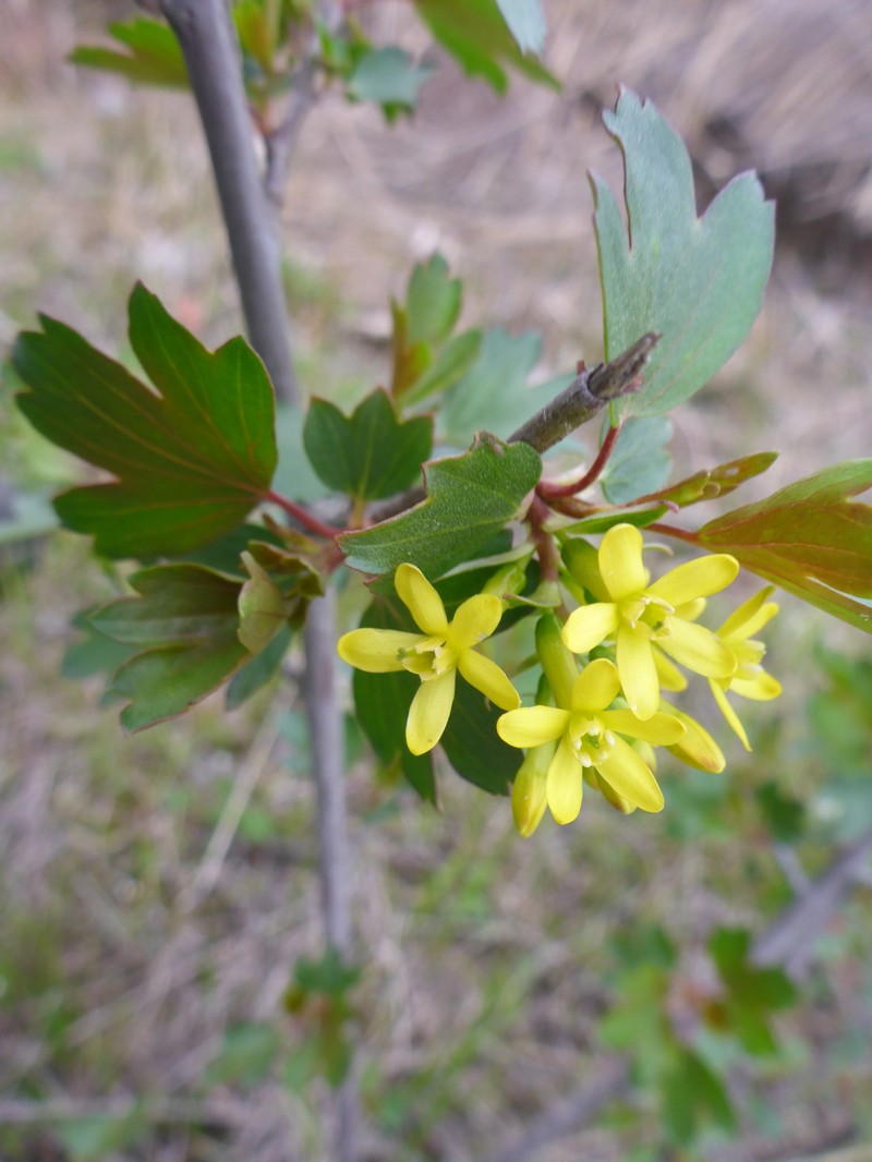 Ribes aureum var. aureum photo 5