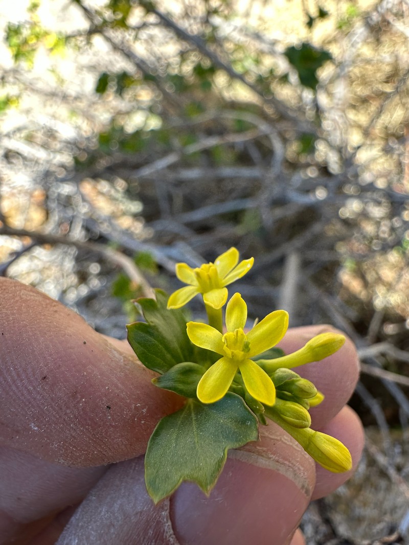 Ribes aureum var. aureum photo 8