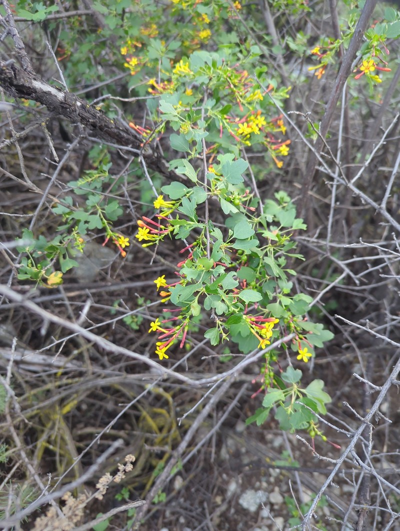 Ribes aureum var. gracillimum