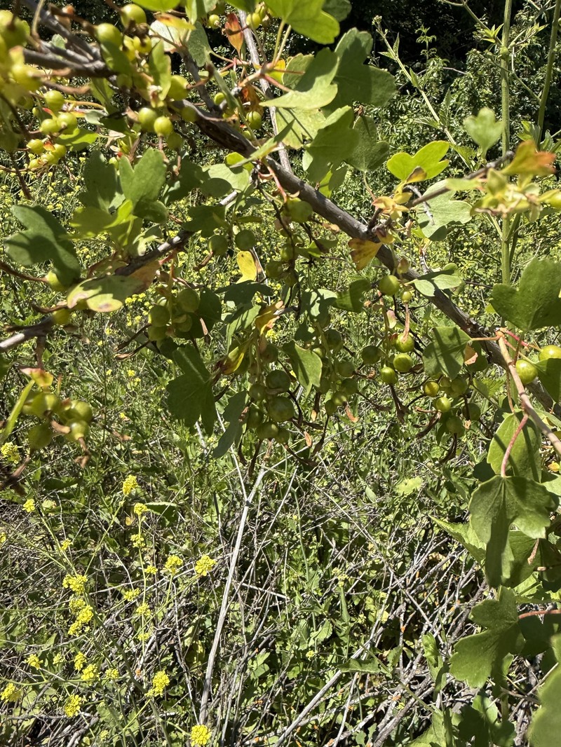 Ribes aureum var. gracillimum photo 2