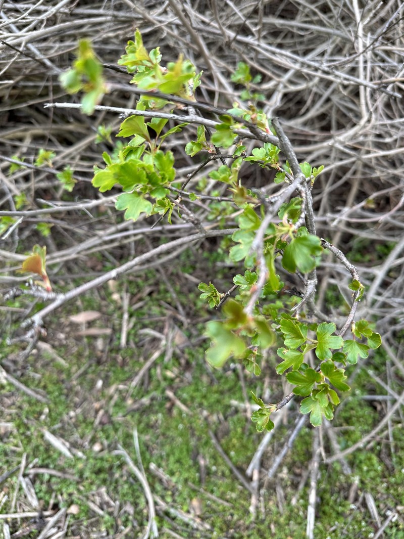 Ribes aureum var. gracillimum photo 3