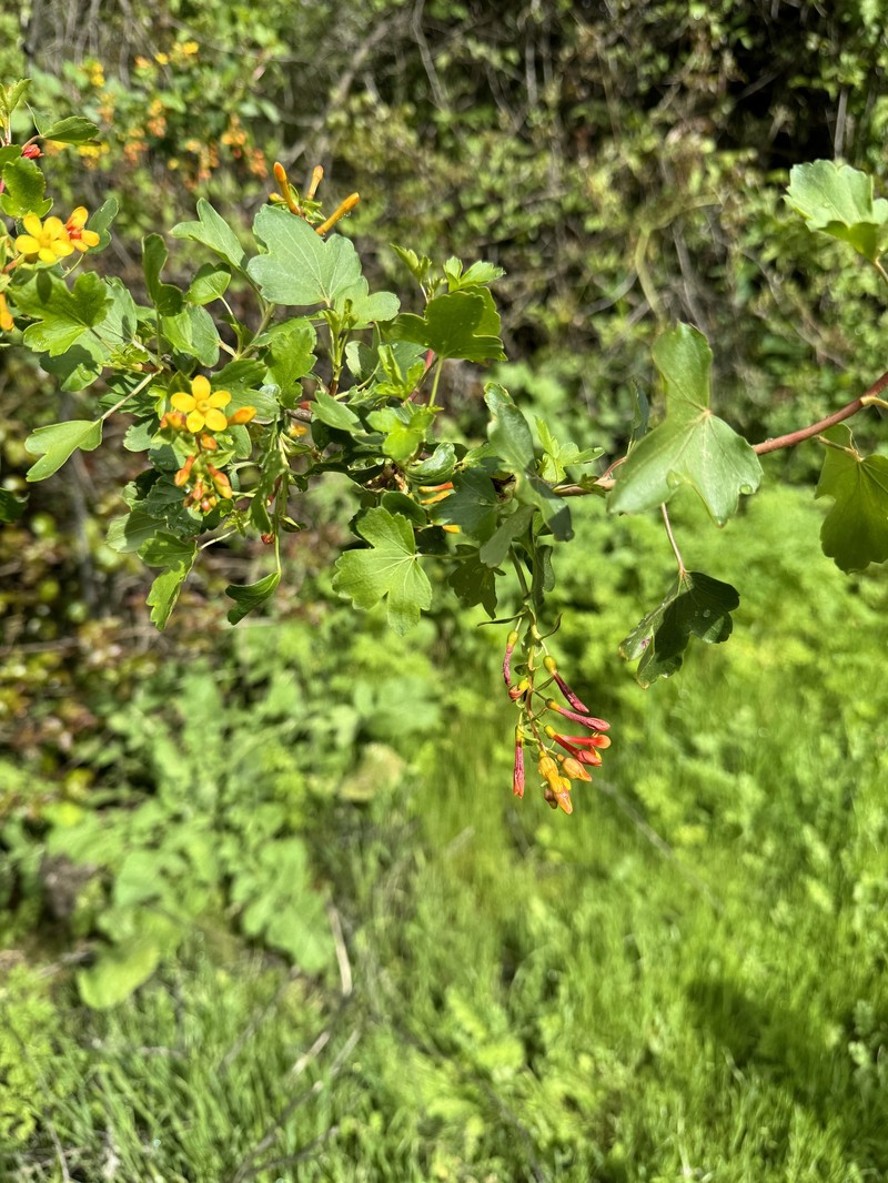 Ribes aureum var. gracillimum photo 4