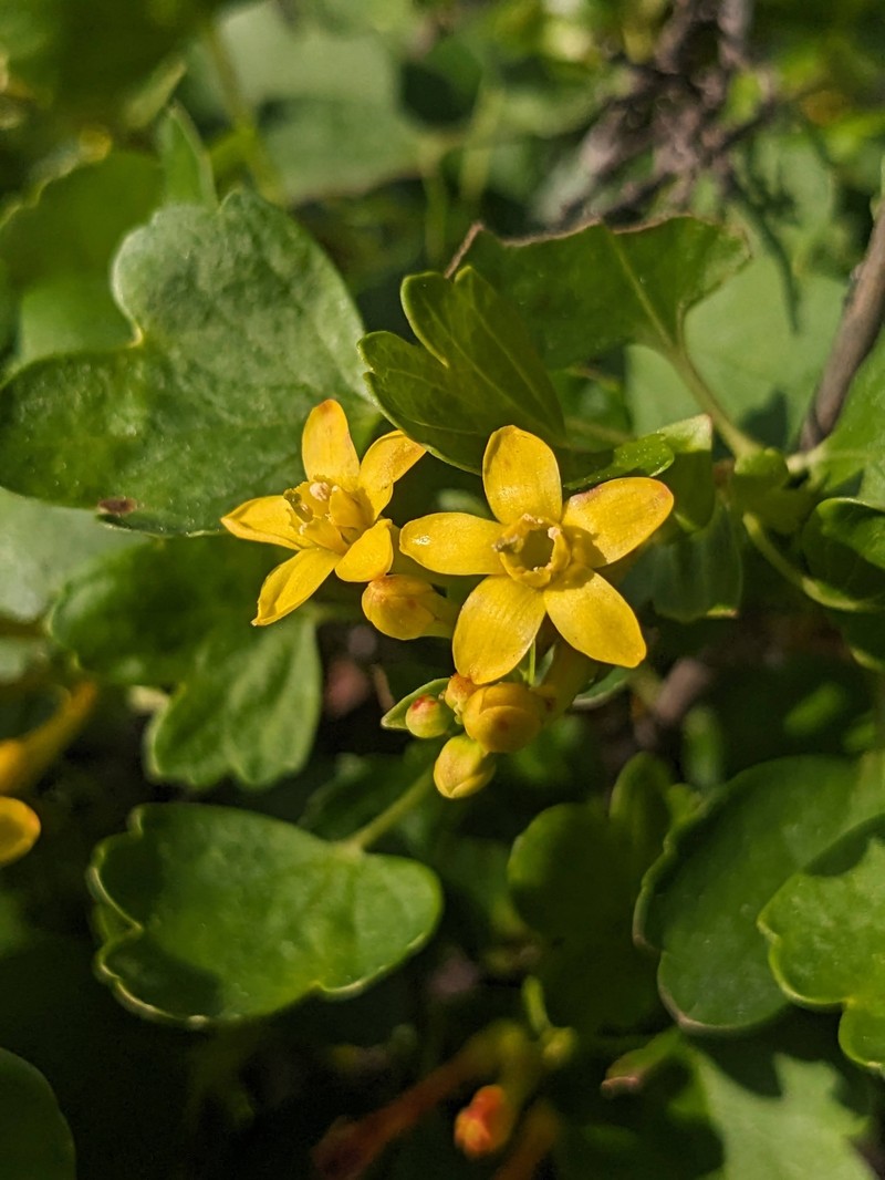 Ribes aureum var. gracillimum photo 5