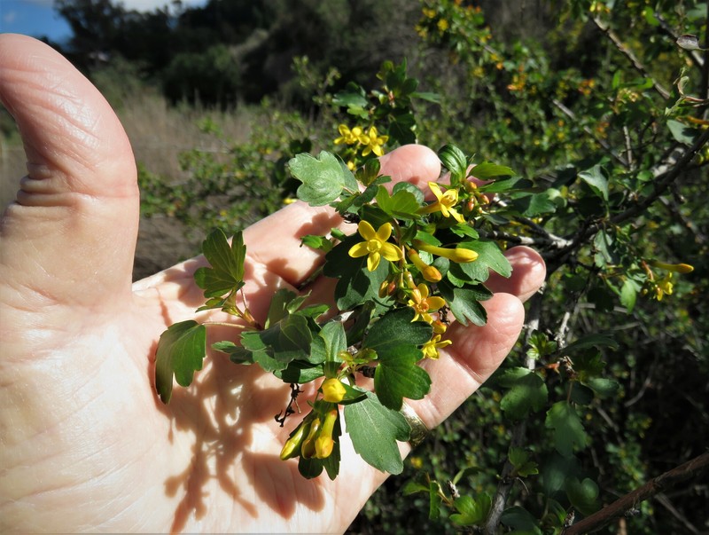 Ribes aureum var. gracillimum photo 6