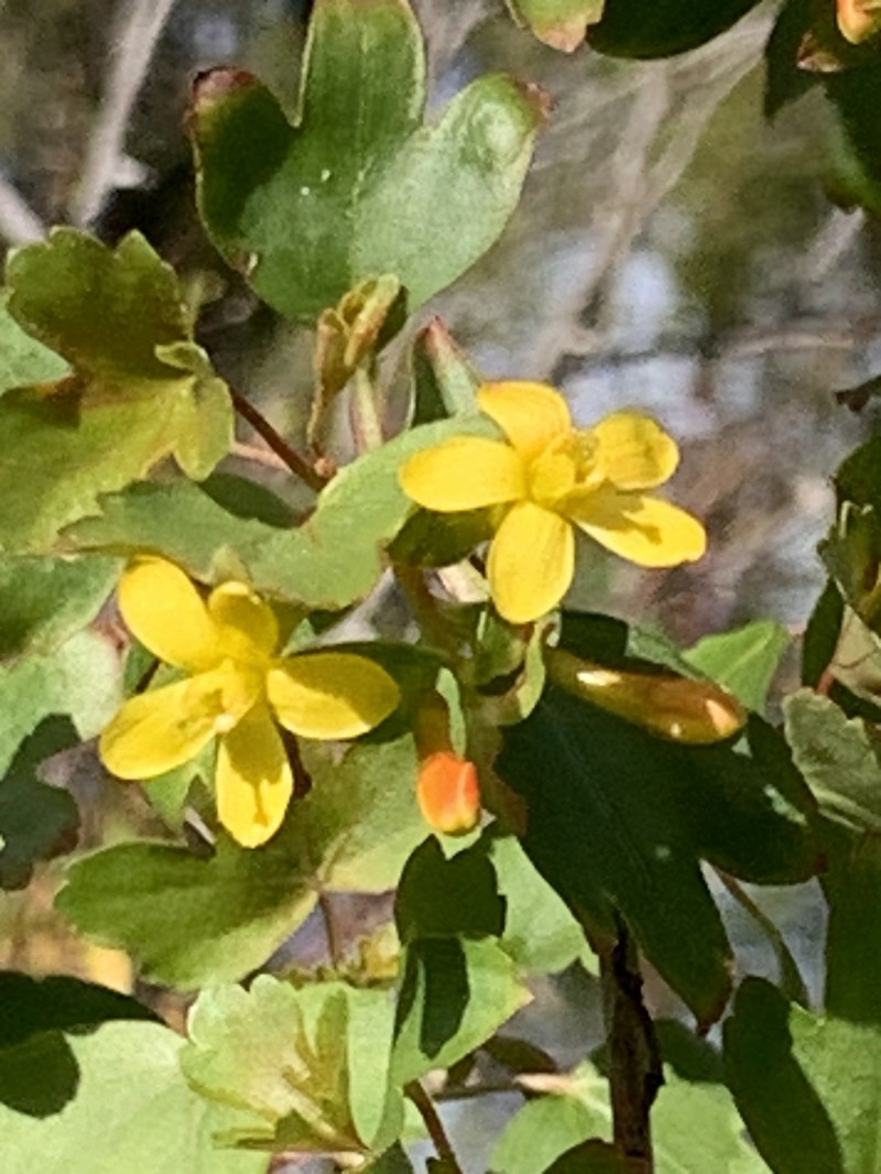 Ribes aureum var. gracillimum photo 7