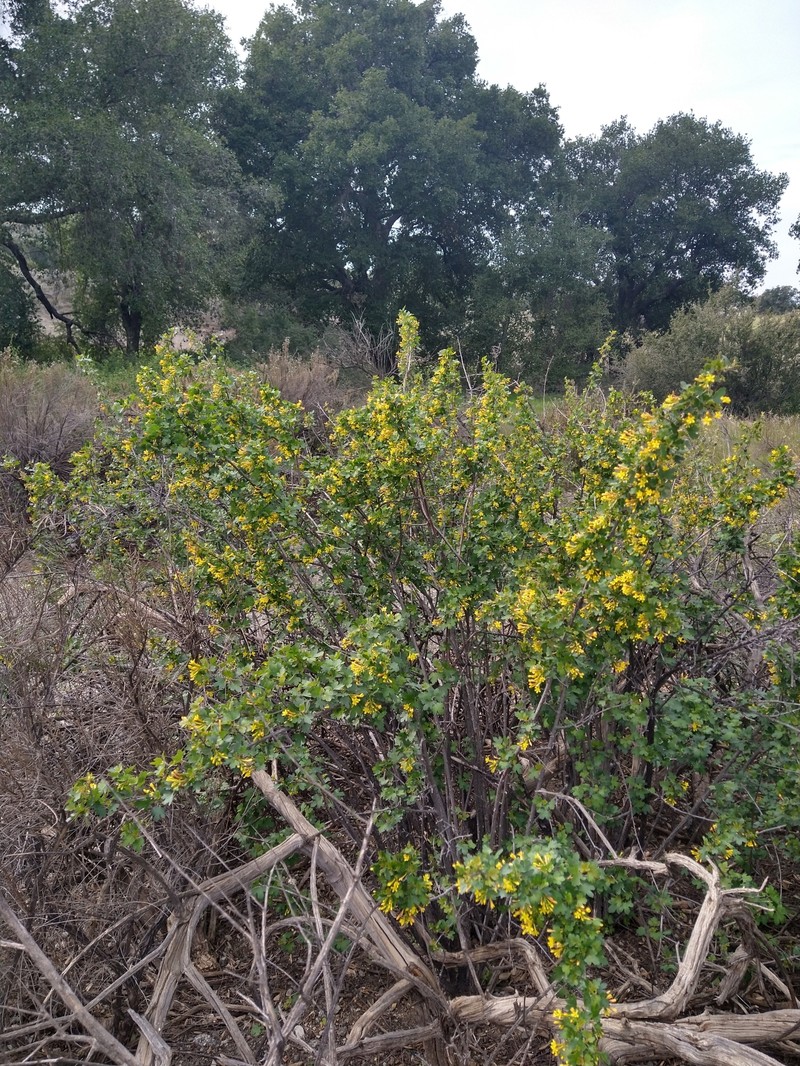 Ribes aureum var. gracillimum photo 8