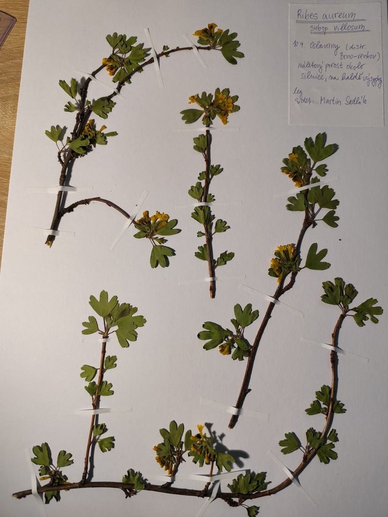 Ribes aureum var. villosum