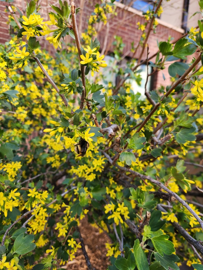 Ribes aureum var. villosum photo 2