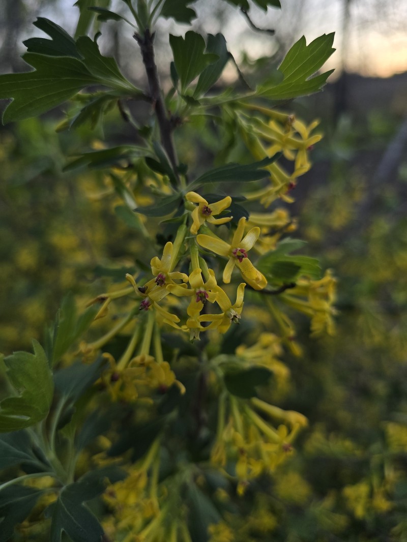 Ribes aureum var. villosum photo 3
