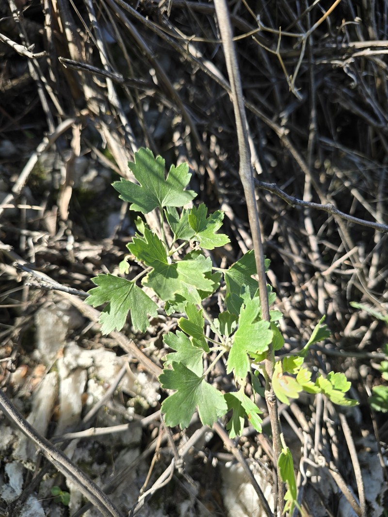 Ribes aureum var. villosum photo 4