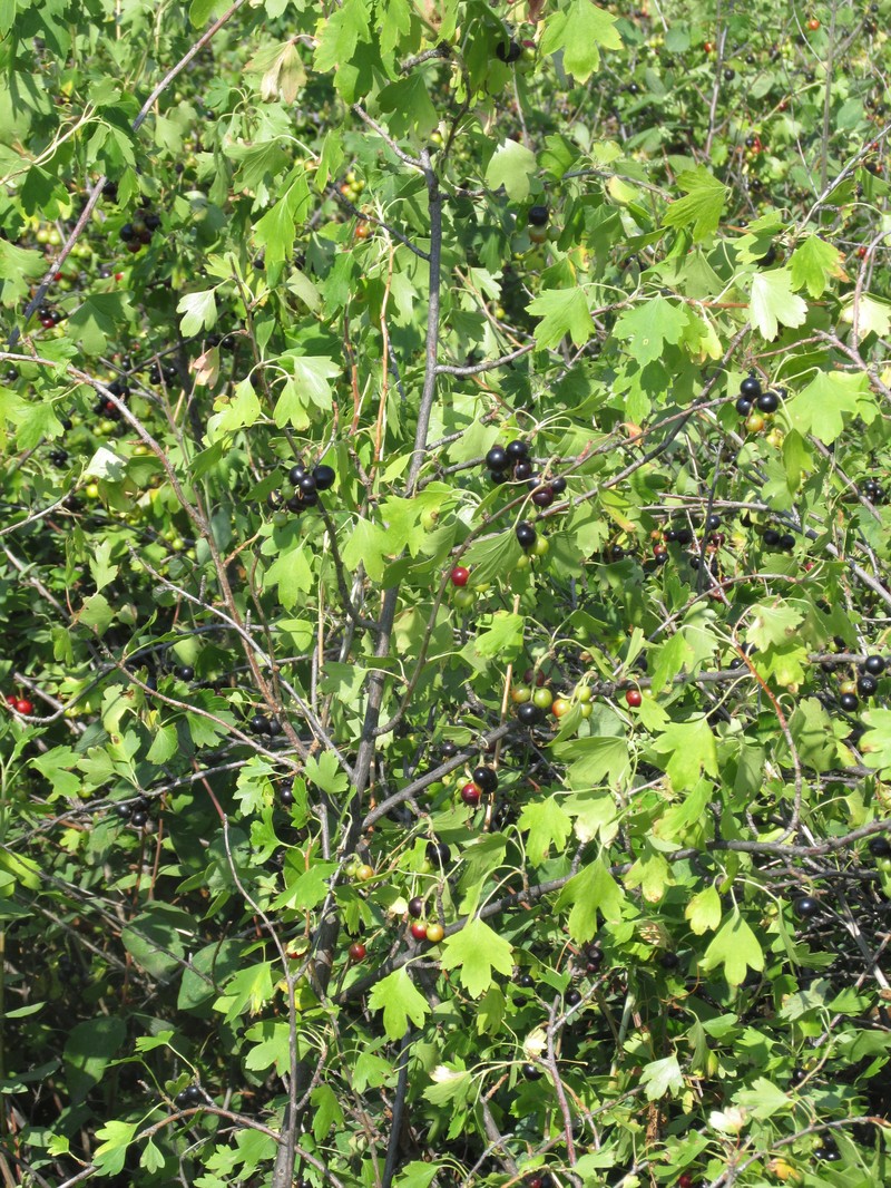 Ribes aureum var. villosum photo 5